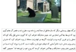 جادوی خورشید